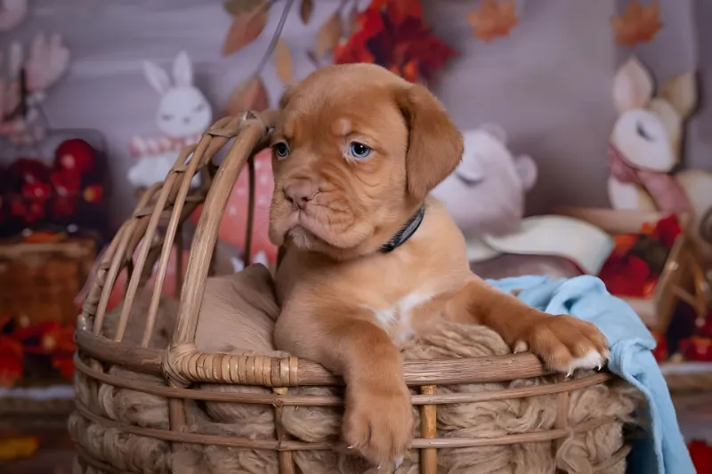 Chiot dans un panier