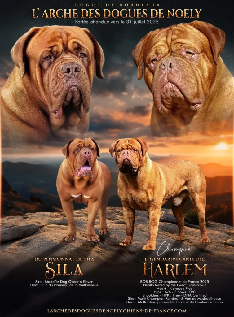 sila harlem