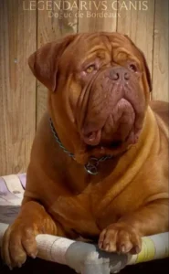 chiens dogue de bordeaux