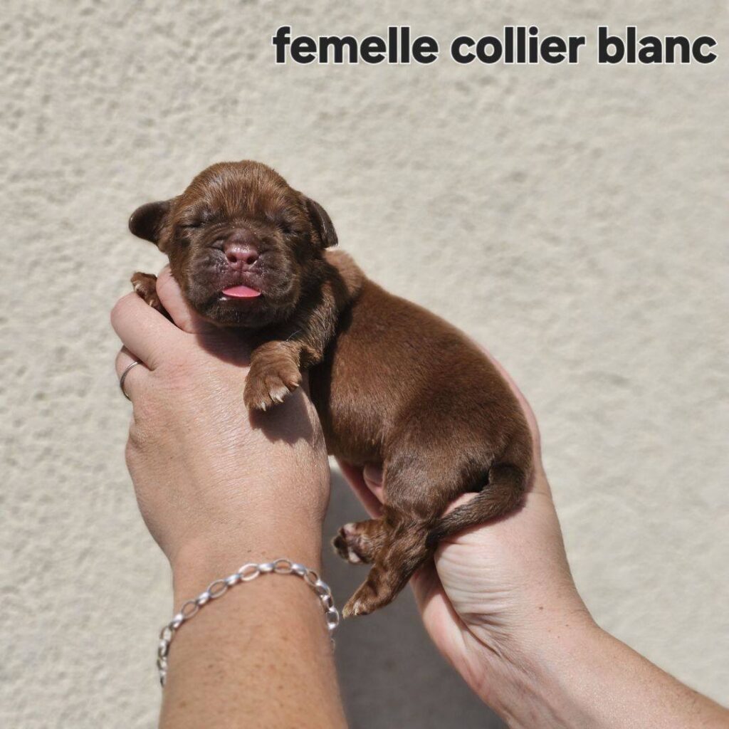 femelle blanc