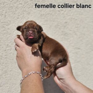 femelle blanc