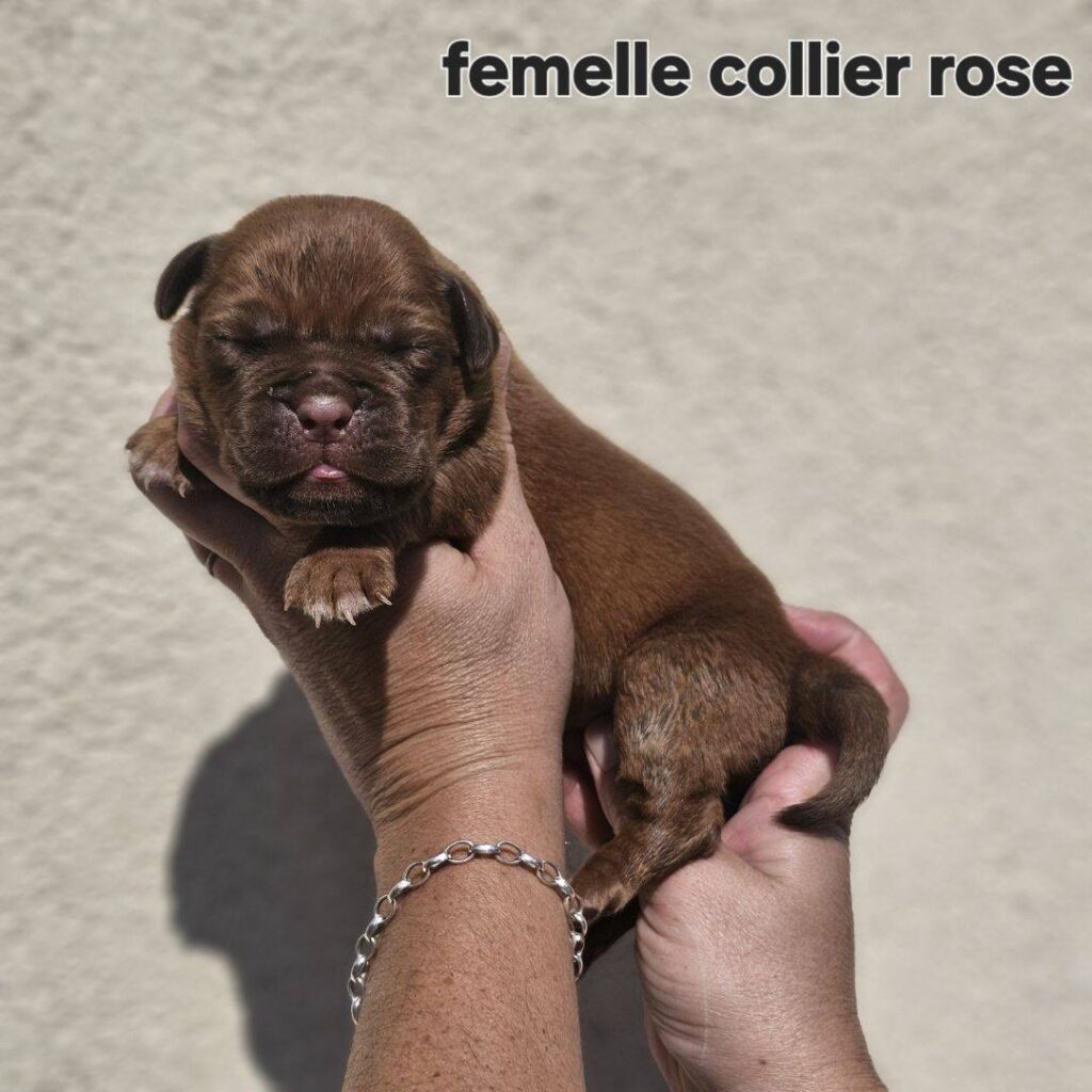 femelle rose