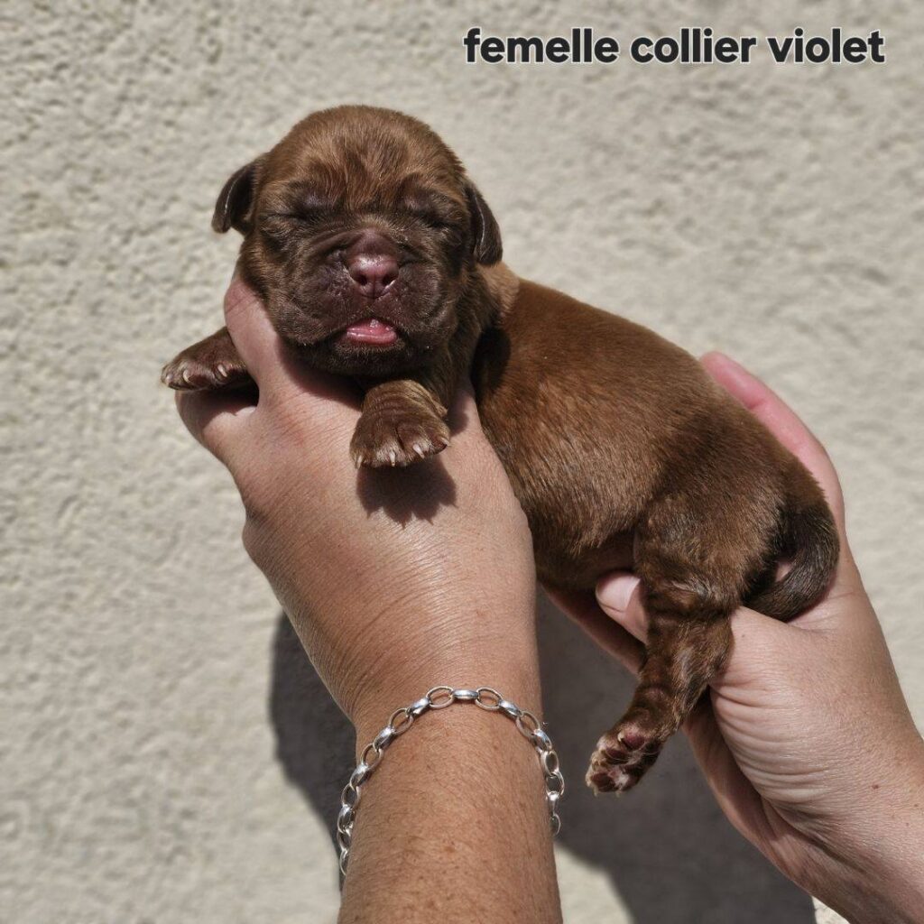 femelle violet