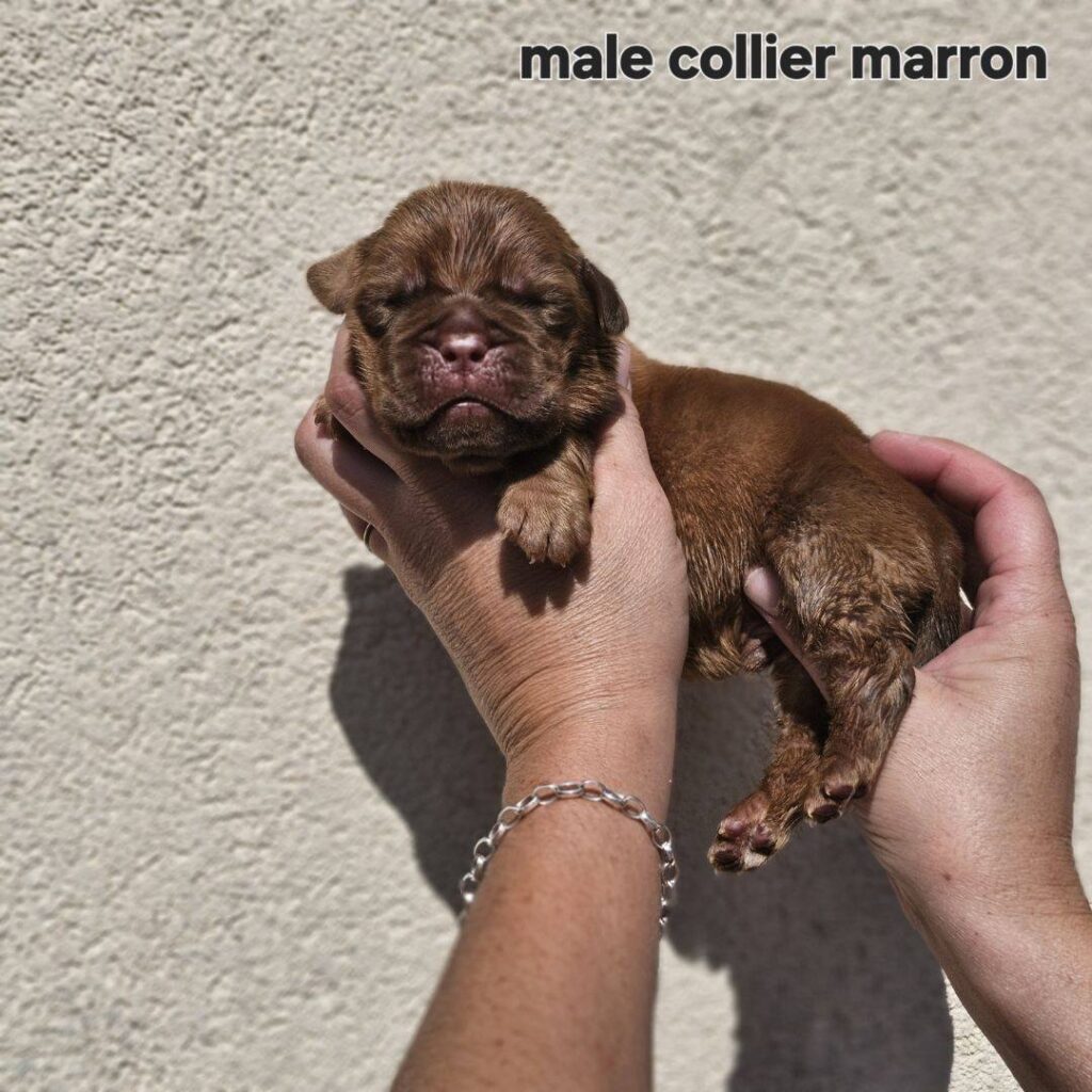 male marron
